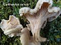 Cantharellus pallens-amf841